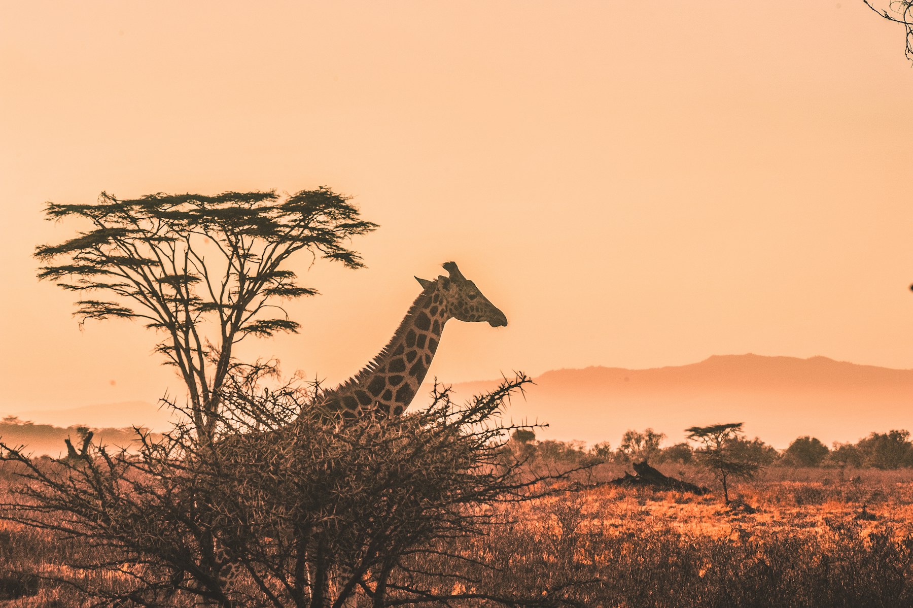 Your First Safari, Beautifully Uncomplicated