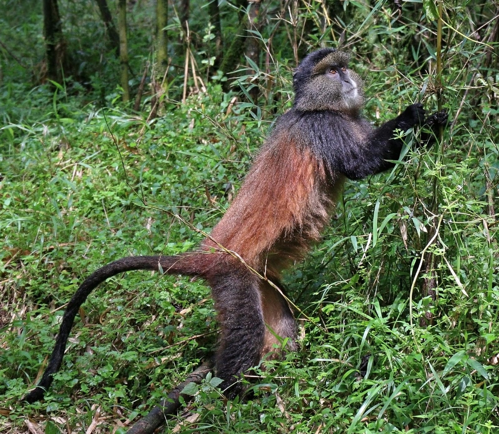 Virunga, In Private
