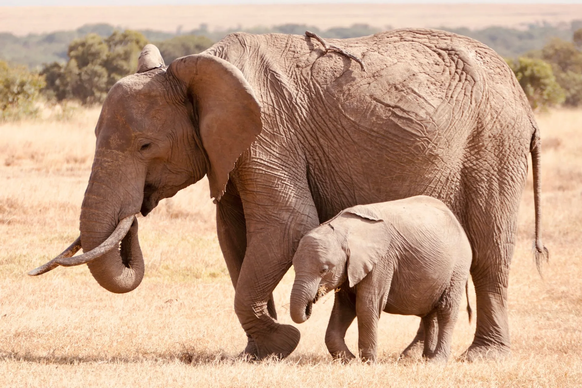An elephant calf keeping close to its mother in Kenya