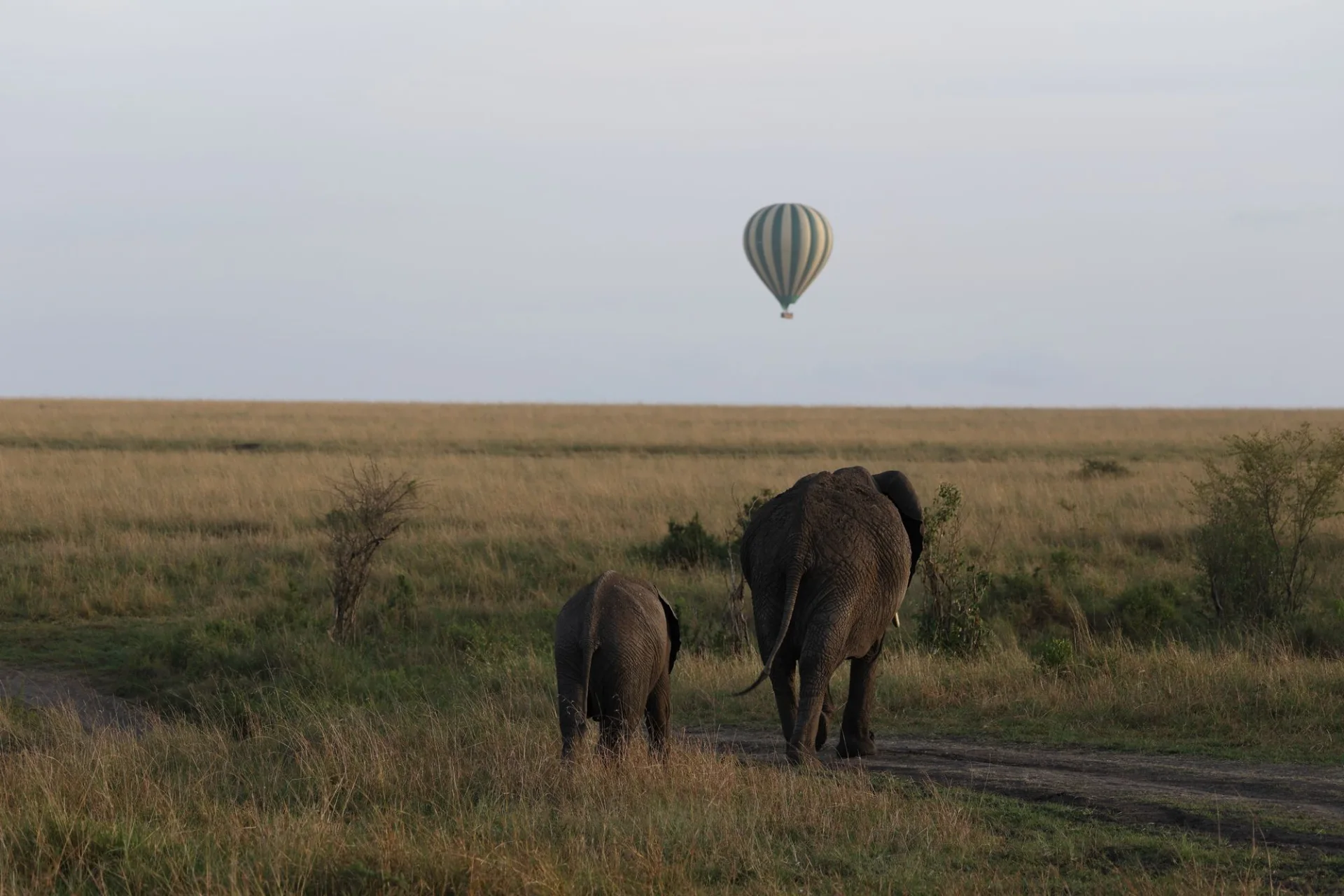 An elephant and calf walking towards a distant balloon on the Kenyan savanna