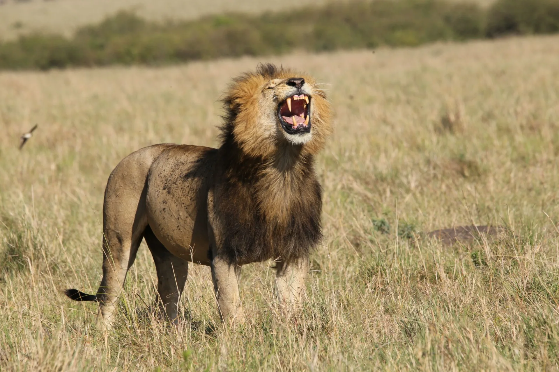 A male lion calling across the grasslands in the Masai Mara